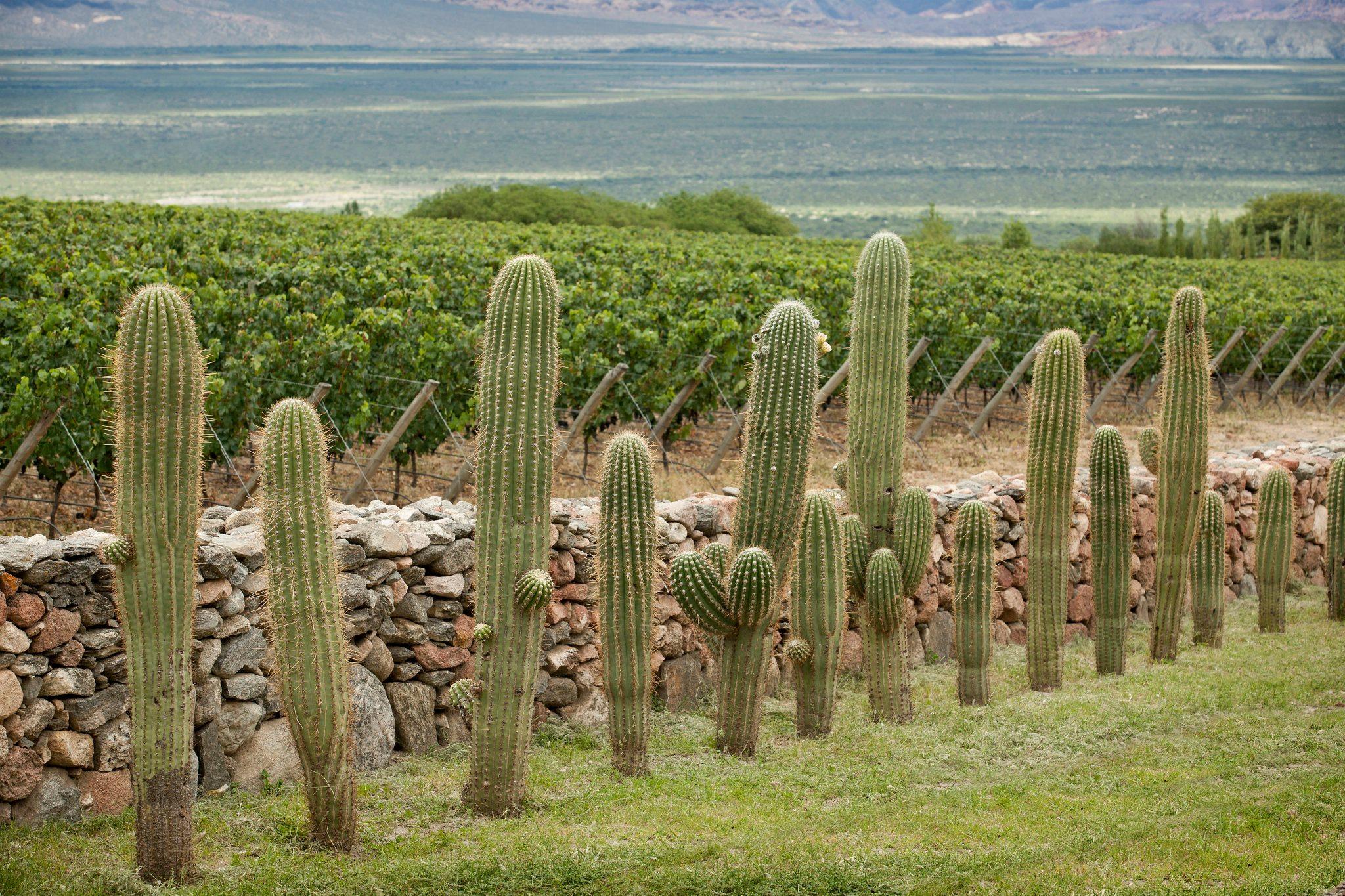 Bodega Yacochuya