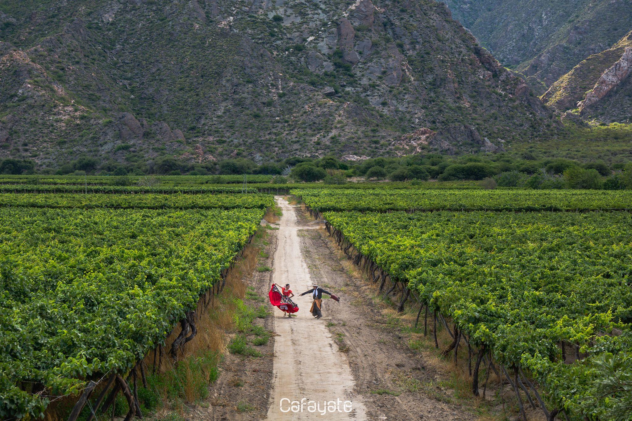 Experiencia Cafayate