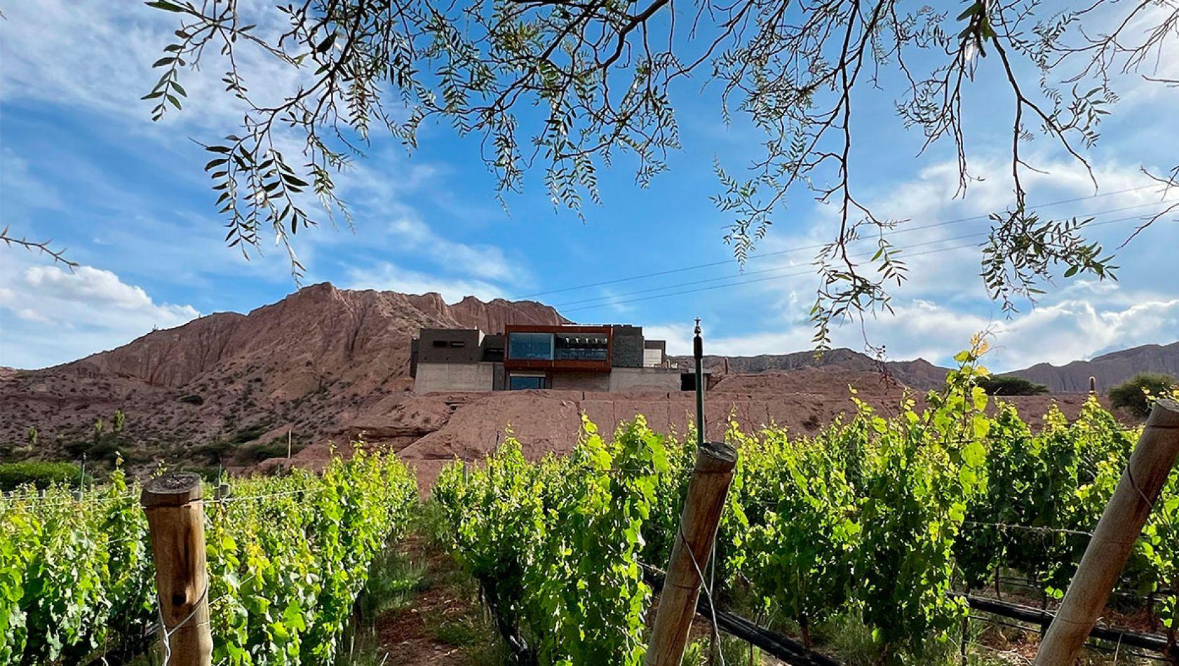VIÑEDOS YACORAITE