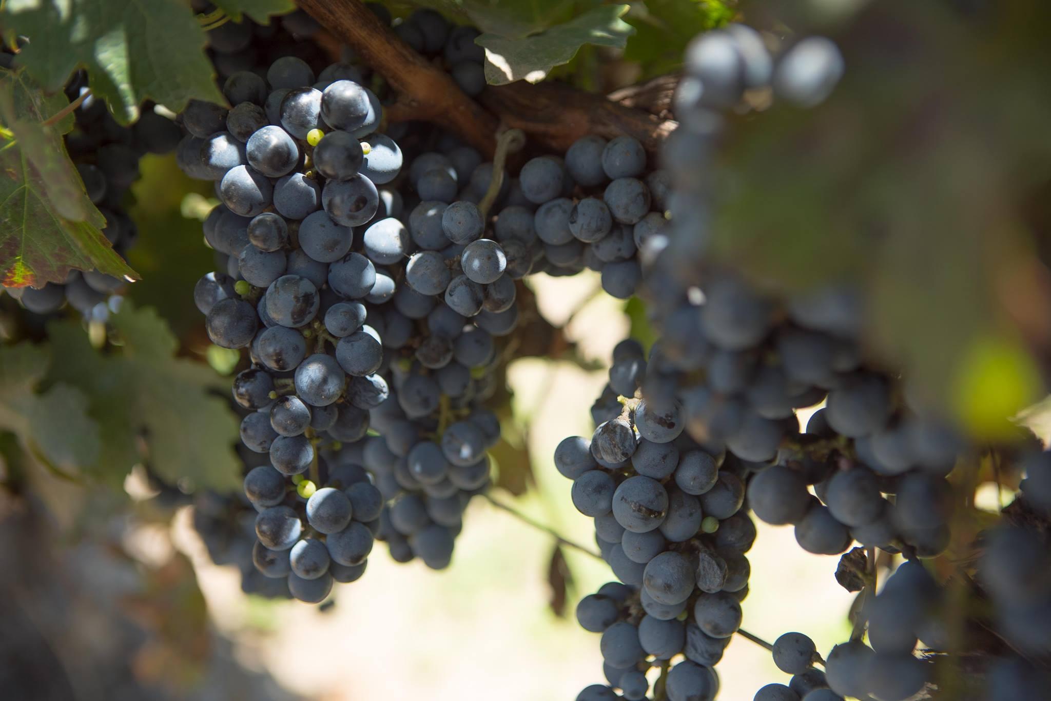 VINOS LÏNEA GATA FLORA
